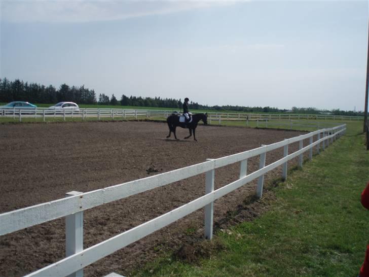 New Forest | Chap | Y-PONY - nr 1. i LE billede 16