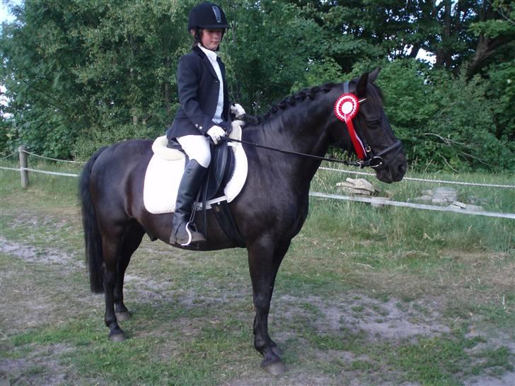 New Forest | Chap | Y-PONY - min bror blev også nummer 1 en af dagende i le uden galop billede 17