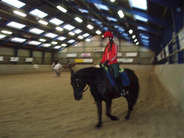 New Forest | Chap | Y-PONY - <333 billede 18