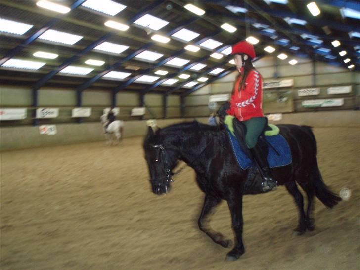 New Forest | Chap | Y-PONY - chap i dressur billede 19