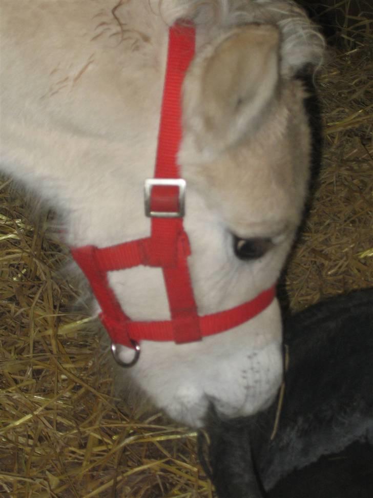 Fjordhest Stella*givet til moster*  billede 4