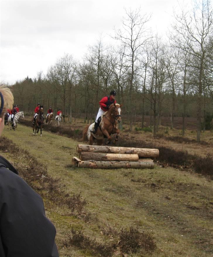 Appaloosa Pablo " solgt :(" billede 6