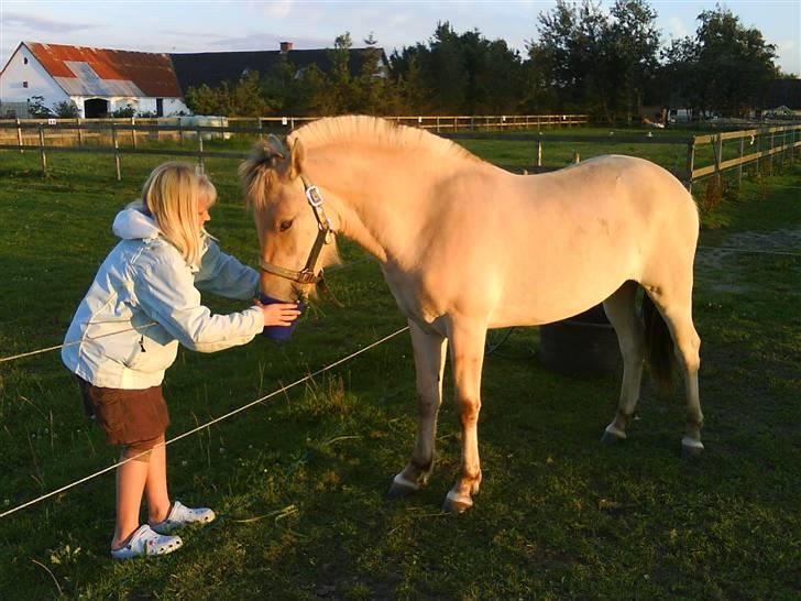 Fjordhest Stella*givet til moster*  - Søster og Stella 
 billede 5