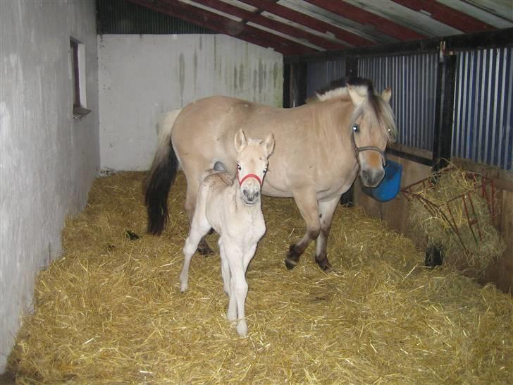 Fjordhest Stella*givet til moster*  billede 7