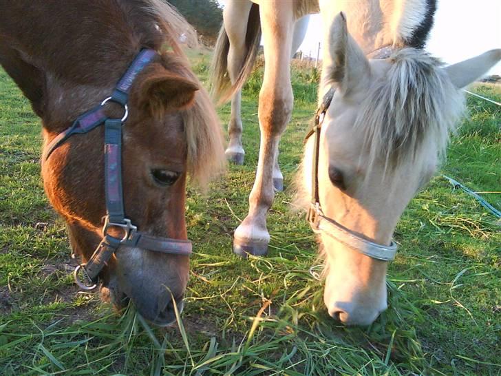 Fjordhest Stella*givet til moster*  - Bella og Stella  billede 8