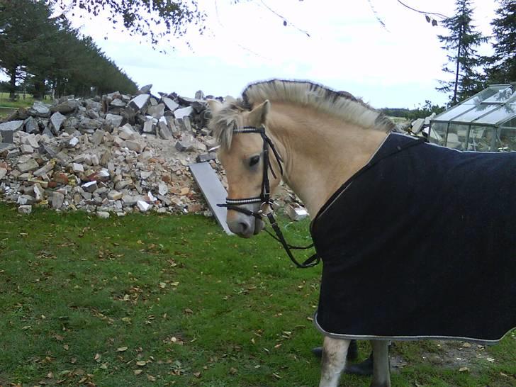 Fjordhest Stella*givet til moster*  billede 9