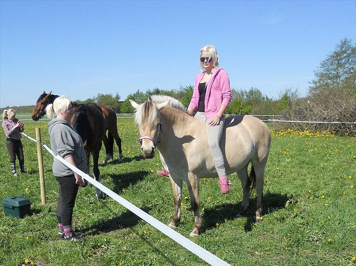 Fjordhest Stella*givet til moster*  - stella & jeg 2011 billede 10