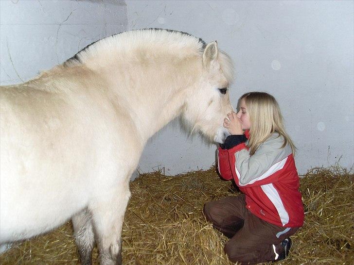 Fjordhest Stella*givet til moster*  - Det er godt nok mange år siden nu :-) billede 11