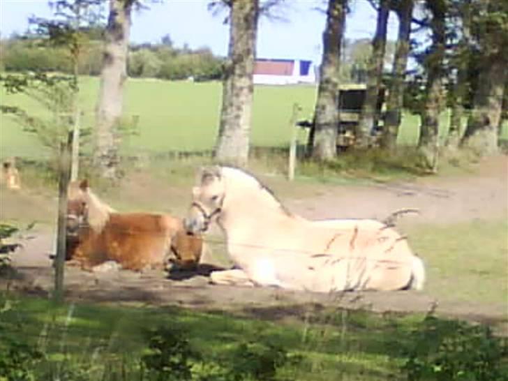 Fjordhest Stella*givet til moster*  billede 12