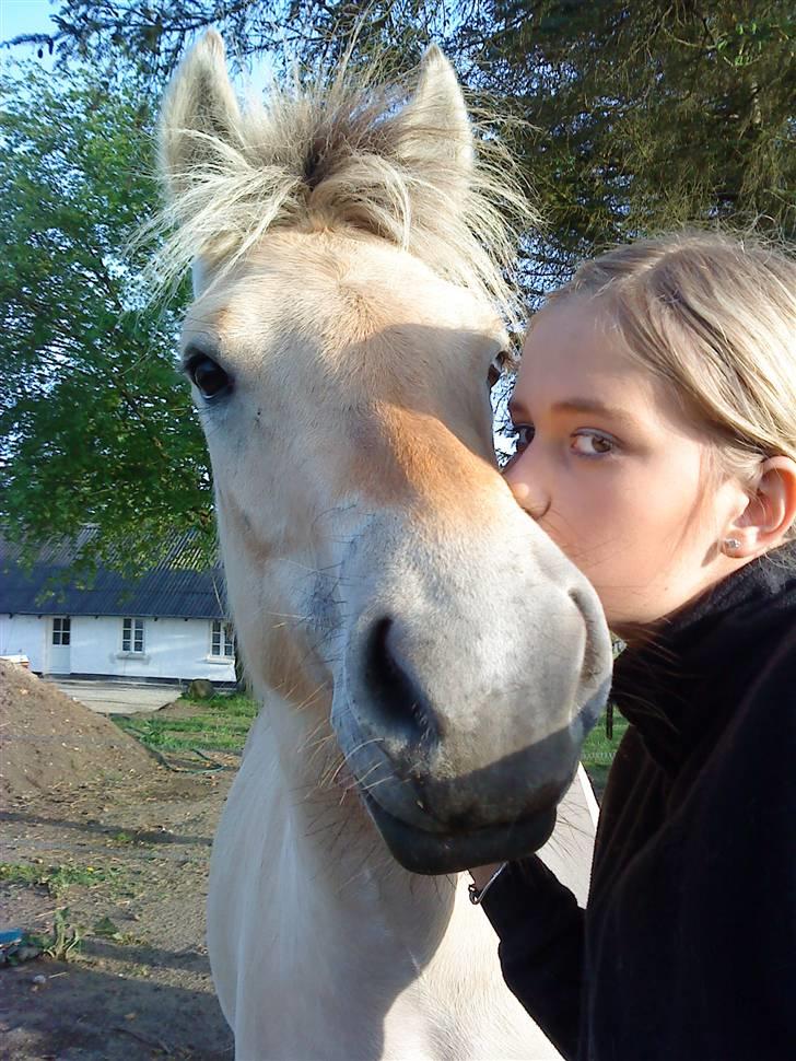 Fjordhest Stella*givet til moster*  - Dig og mig= perfekt :$<3 billede 13