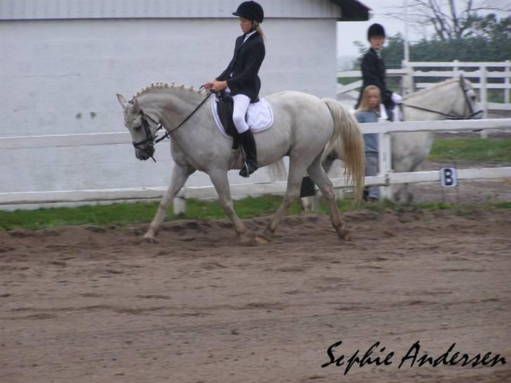 Welsh Pony af Cob-type (sec C) Capri billede 14