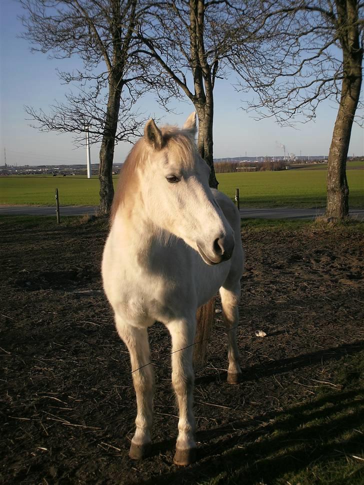 Welsh Pony af Cob-type (sec C) Capri billede 16