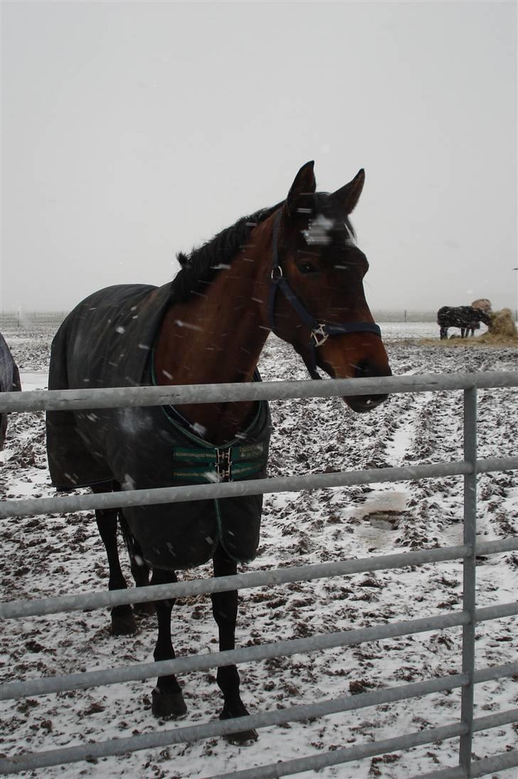 Dansk Varmblod Mirone*solgt* billede 12