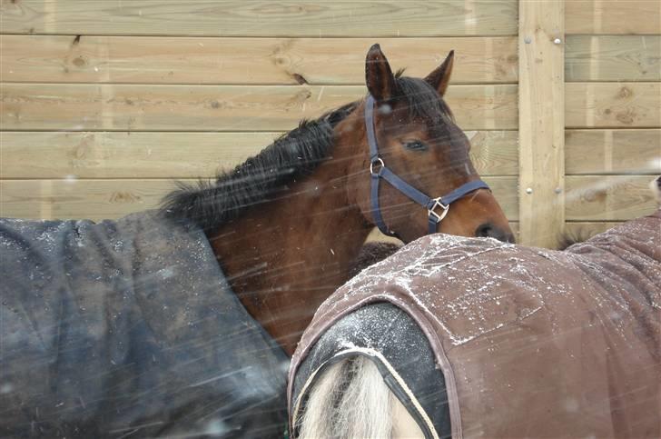 Dansk Varmblod Mirone*solgt* billede 13