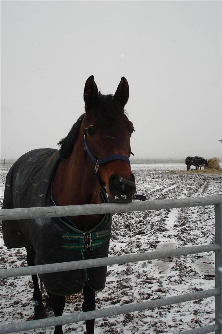 Dansk Varmblod Mirone*solgt* billede 14