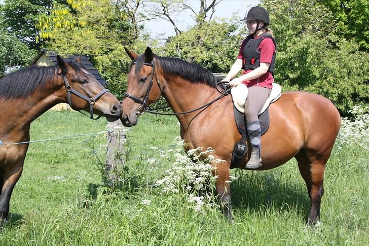 Anden særlig race Jolly <3 (himmelhest) - Jolly hilser på Prins ;o) Fotograf: Winnie billede 7