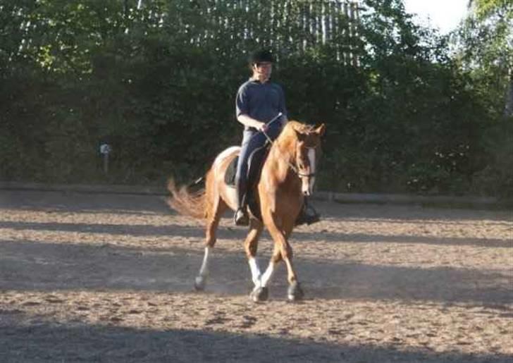 Hollandsk Varmblod Zafira - SOLGT billede 9