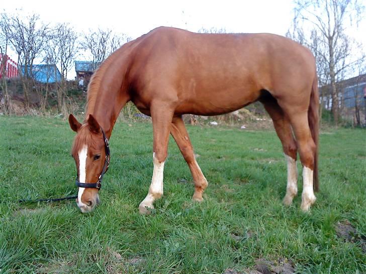 Hollandsk Varmblod Zafira - SOLGT - På tur April 09 billede 11