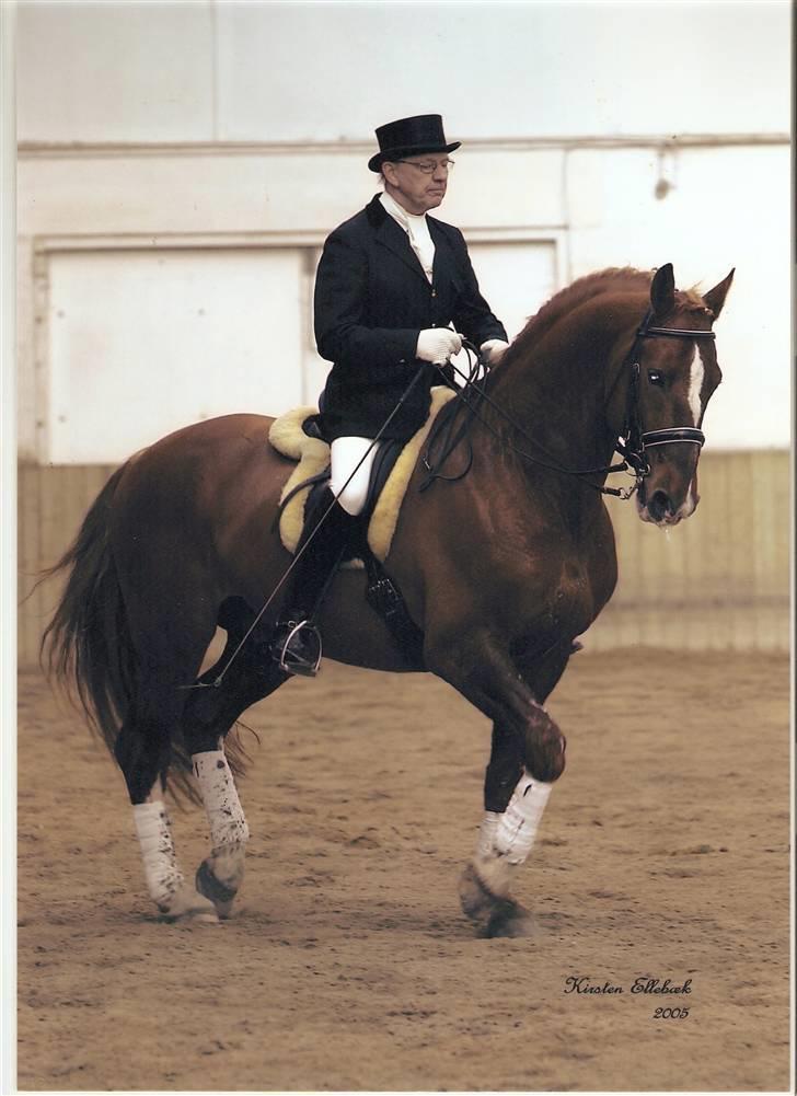 Frederiksborg Sæddings Brutus - Velkommen Til Brutus profil FOTO: Kirsten Ellebæk billede 1