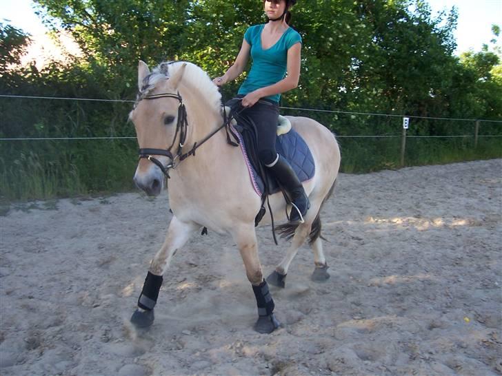 Fjordhest Toffi - TOFFI ER VERDENS BEDSTE HEST! - jeg elsker ham for det han er. MIN BEDSTE VEN<3 billede 19