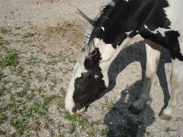 Anden særlig race Dolcé billede 14