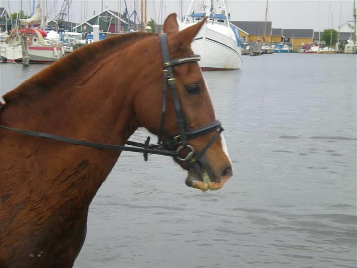 Anden særlig race 33> Scherzo <33 Solgt :´( - Scherzo i havet det er noget han elsker!<3 billede 10