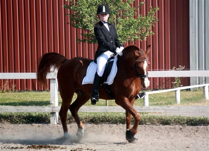 Anden særlig race 33> Scherzo <33 Solgt :´( - I Åstrup billede 11