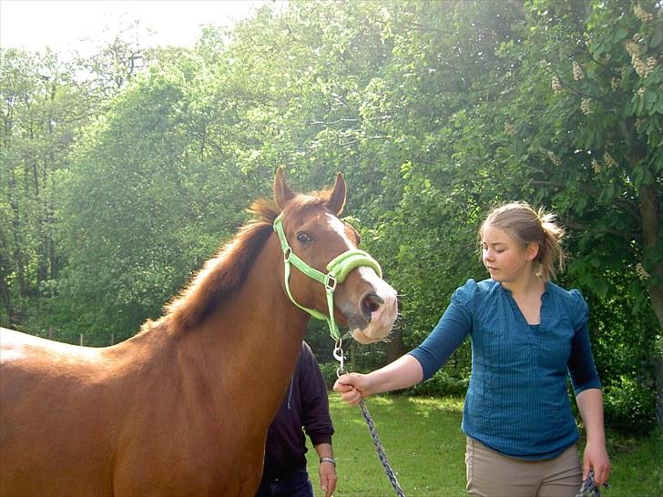 Anden særlig race 33> Scherzo <33 Solgt :´( billede 12