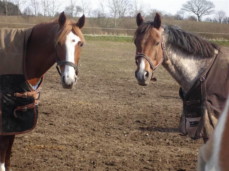 Welsh Cob (sec D) Goya **solgt** billede 4