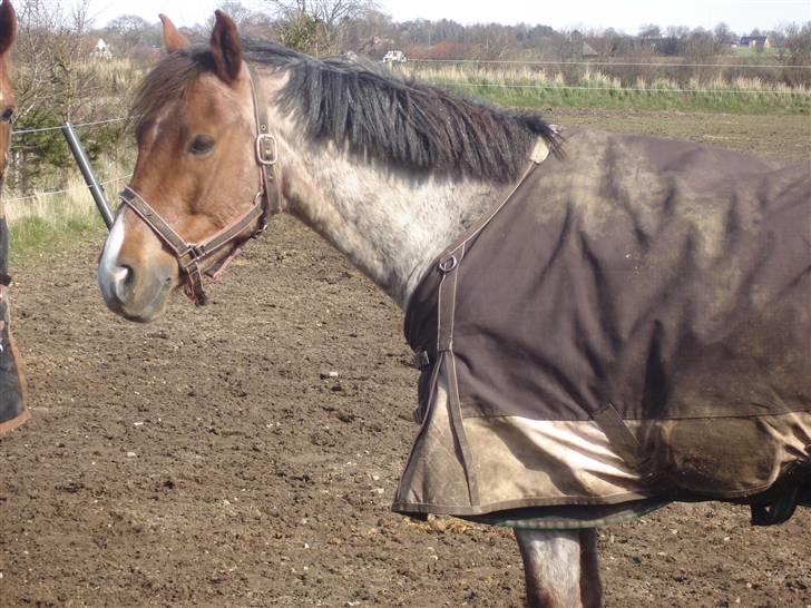 Welsh Cob (sec D) Goya **solgt** billede 5