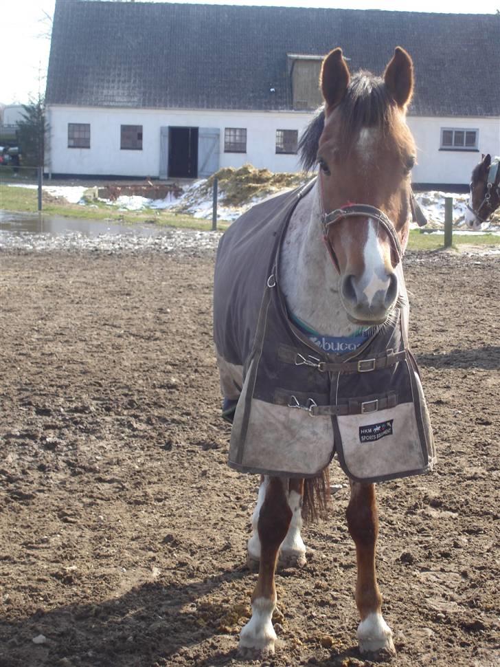 Welsh Cob (sec D) Goya **solgt** billede 6