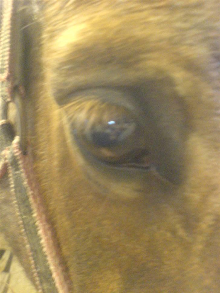 Welsh Cob (sec D) Goya **solgt** billede 7