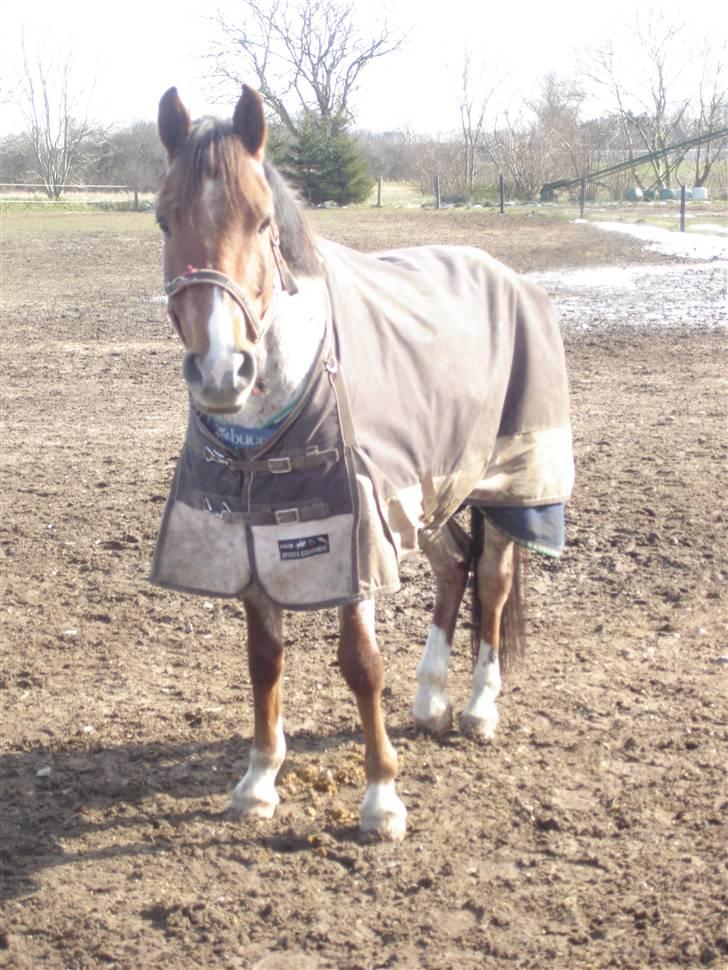 Welsh Cob (sec D) Goya **solgt** billede 8