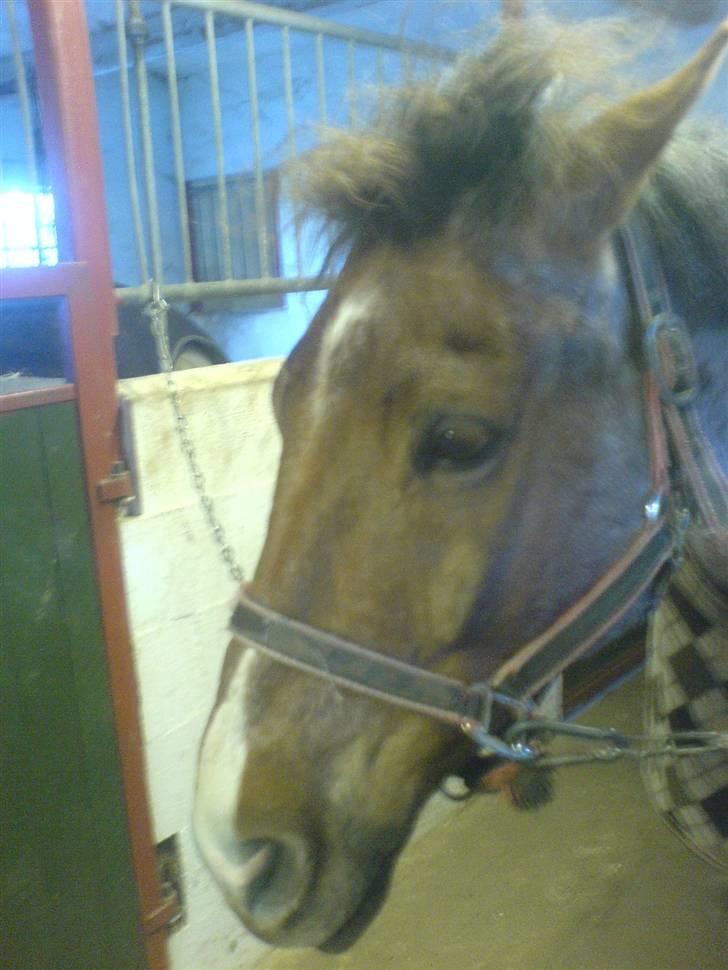 Welsh Cob (sec D) Goya **solgt** billede 9