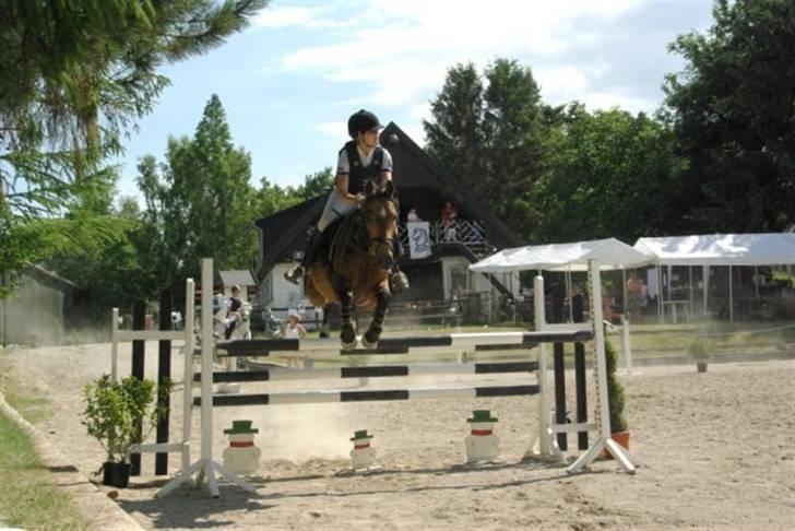 Anden særlig race Moonligt  billede 4