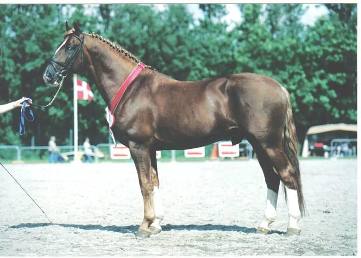 Frederiksborg Sæddings Brutus - Sjælland præmie hinsg 1999Foto af Jørgen Bak Rasmussen billede 8