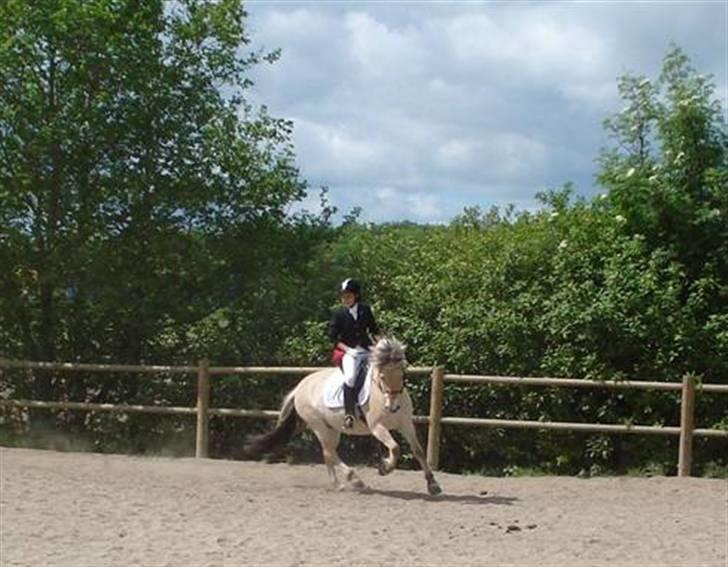 Fjordhest ågerupgårds Neja - galop galop.. hehe vild hesten ligger lidt ned i svinget.. ;o) fra stævnet i hvalsø 66 & 60% .. billede 7