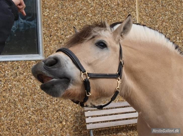Fjordhest Laban *Min Bamse* <3 - velkommen til min skønne pony laban<3 billede 2