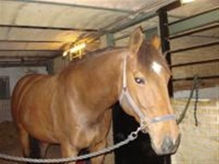 Trakehner Priamos (Passerhest)Solgt billede 1