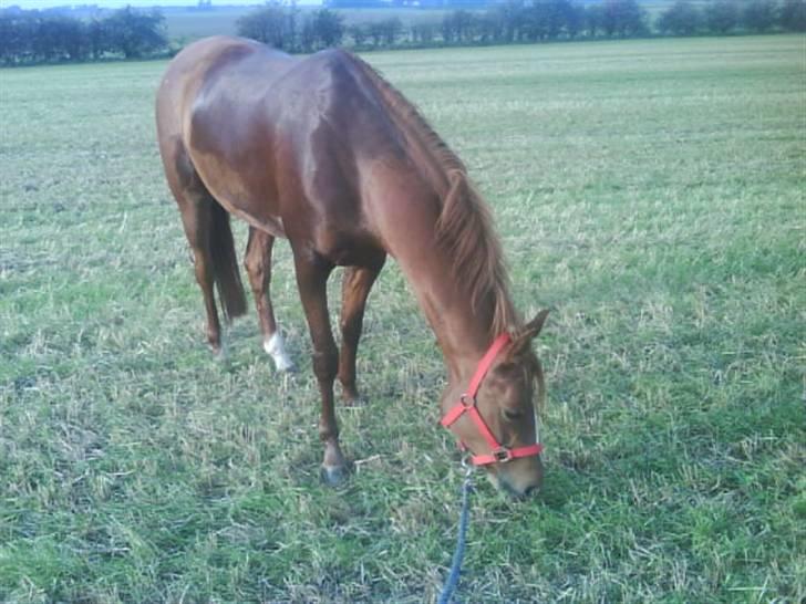 Anden særlig race Ahorns kira <3 *SOLGT* - min kærlighed til dig pony, kan ikke beskrives med ord. jeg har fået mig en veninde for livet i dig (L <3 du alt !  billede 7