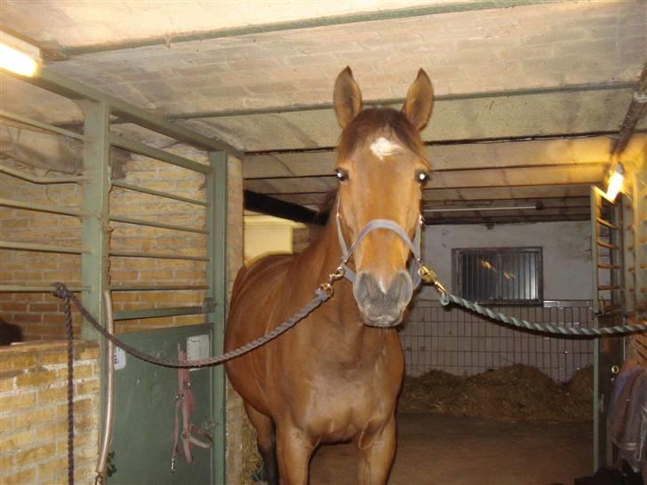 Trakehner Priamos (Passerhest)Solgt billede 2