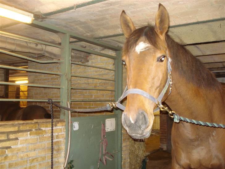 Trakehner Priamos (Passerhest)Solgt billede 3