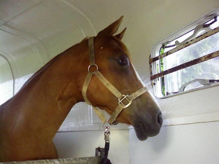 Anden særlig race Alanya - Alanya i trailen, på vej til sit nye hjem.. 2008 billede 17