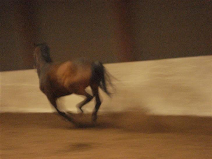 Trakehner Priamos (Passerhest)Solgt billede 4