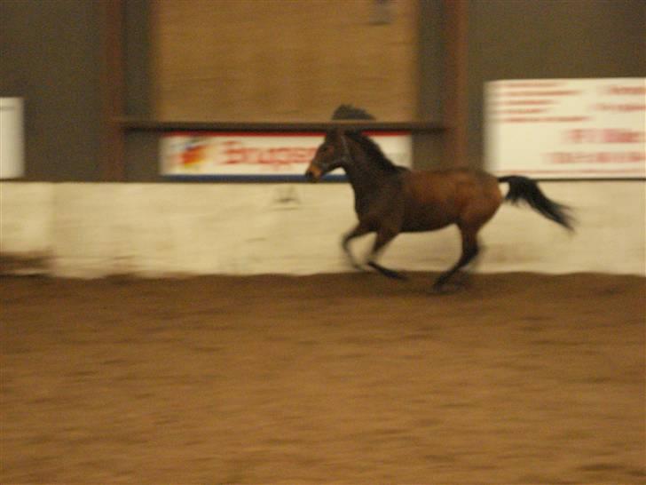 Trakehner Priamos (Passerhest)Solgt billede 5