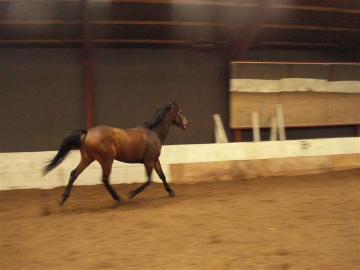 Trakehner Priamos (Passerhest)Solgt billede 6