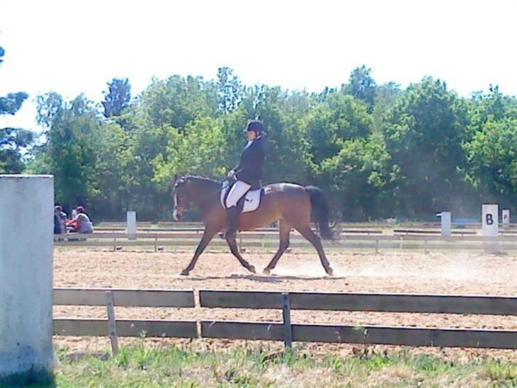 Anden særlig race Cassiopeia - Billede: Stævne i BRA i en LB1  billede 3