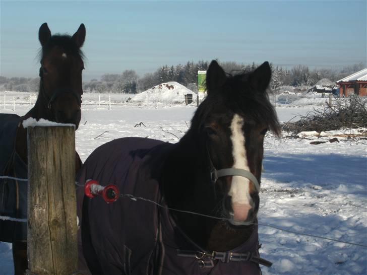 Anden særlig race Cassiopeia billede 4