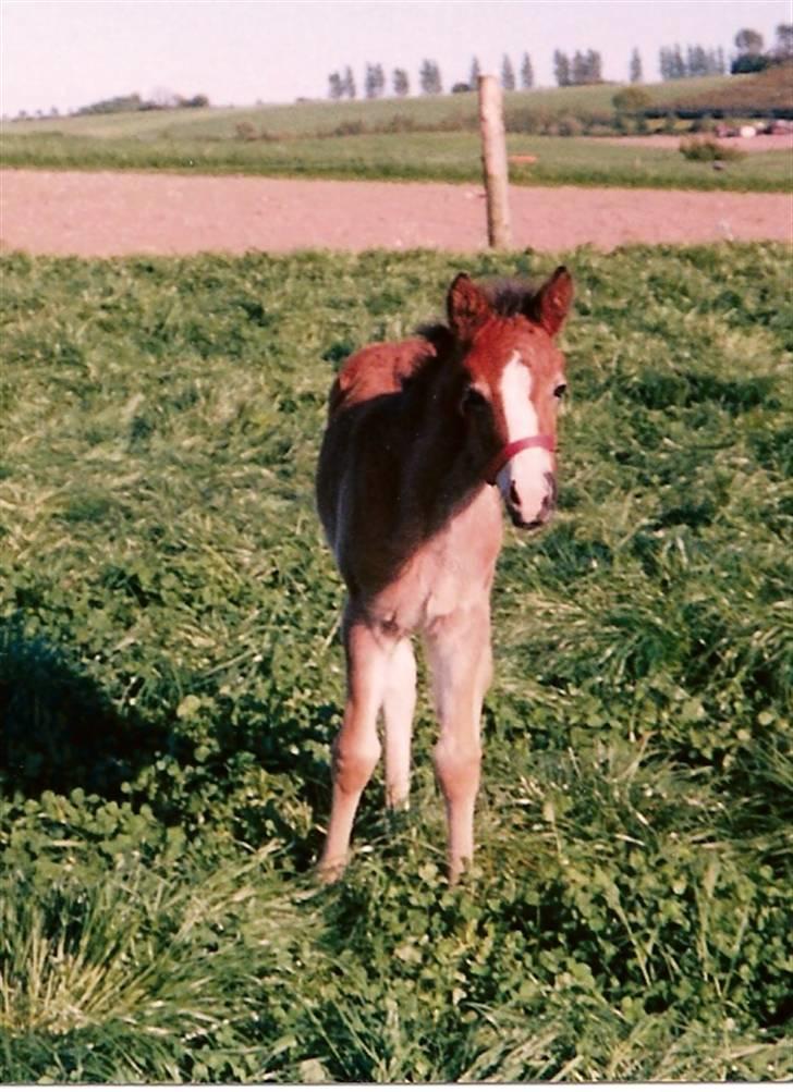 Anden særlig race Cassiopeia billede 5