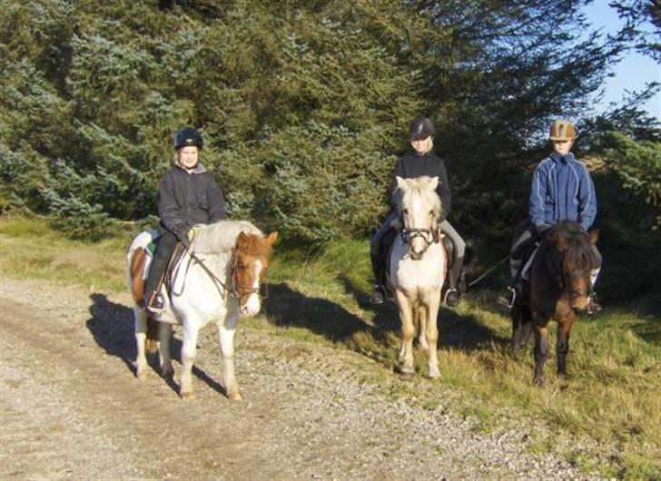 Palomino Max Motor - SOLGT! :'( - en tur, med Neel Rudebæk, Annemette Thomsen og jeg! :) billede 7